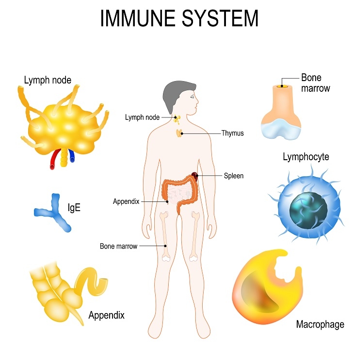 Parts of human Immune system