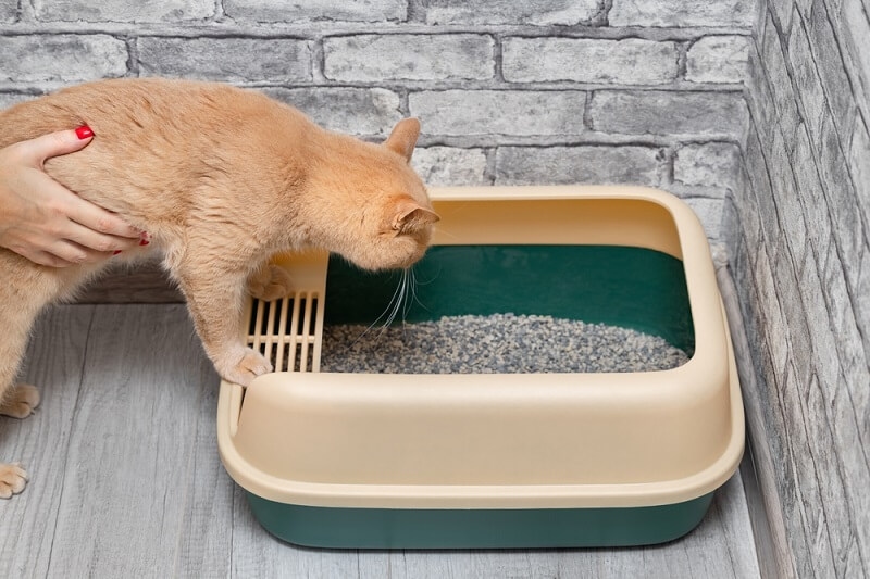 woman training to cat how to use litter box
