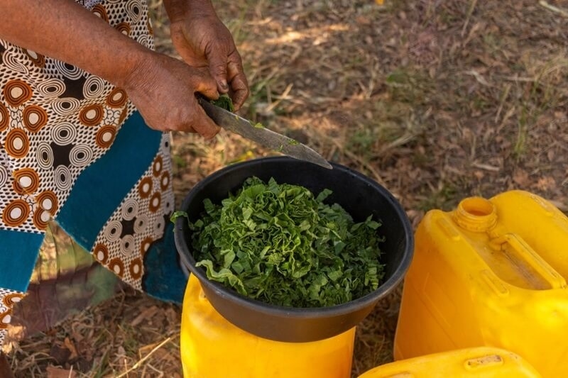 african-ugu-leaves