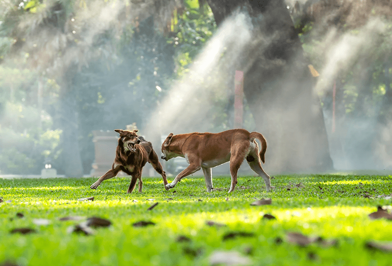 Calming Techniques for Dogs