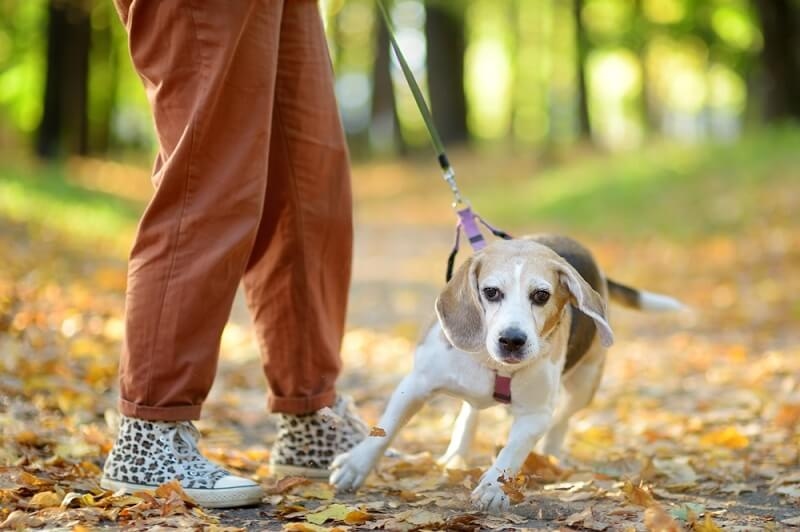 woman pulling leash of dog
