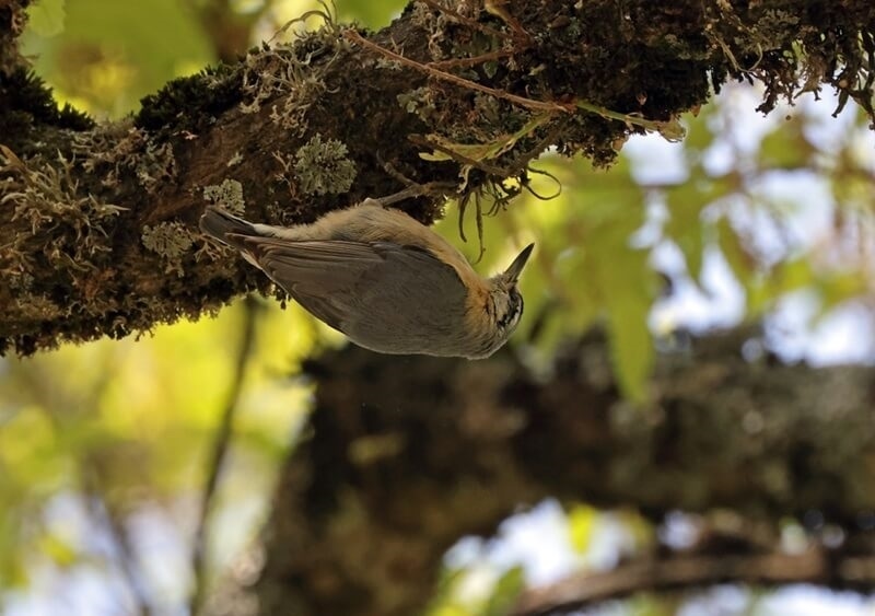 algerian-birds