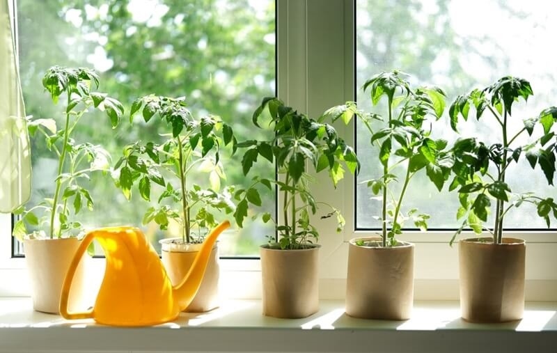 apartment-friendly-greenery