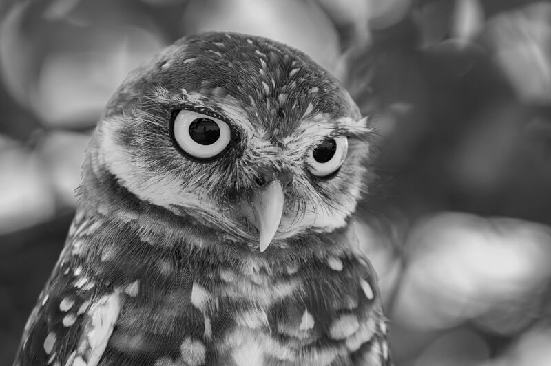 black and white picture of owl