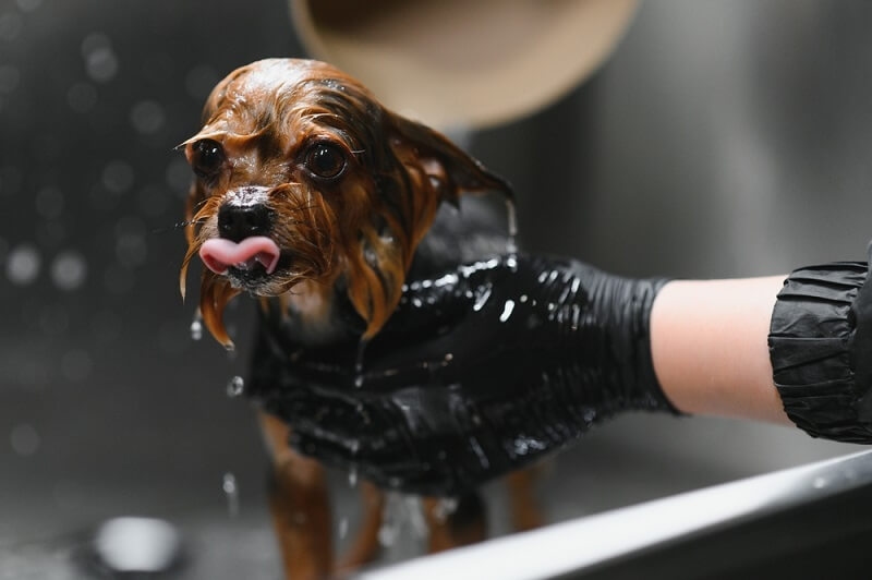 woman bathing her dog with luke warm water