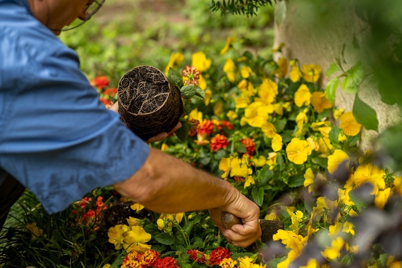 Watering and Care Basics