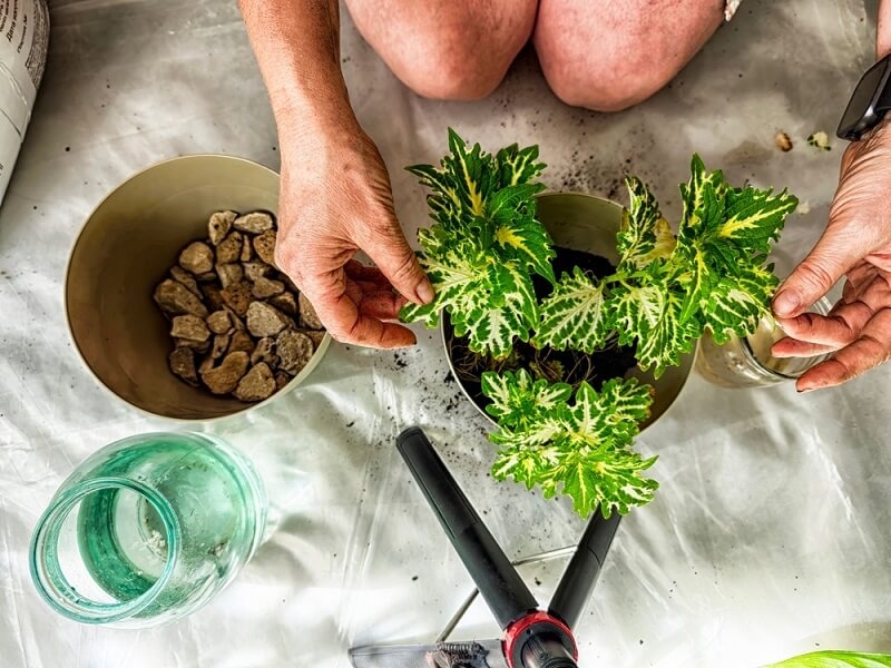 man arrangling plant