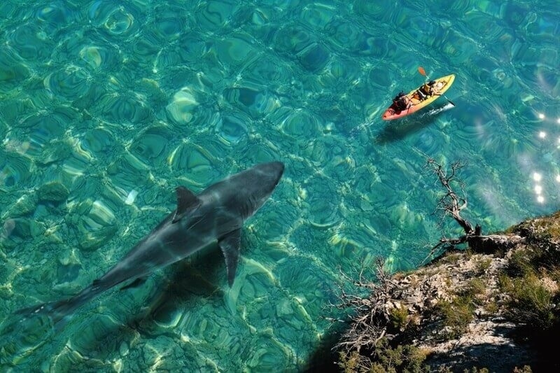 best-months-to-visit-shark-sighting-africa