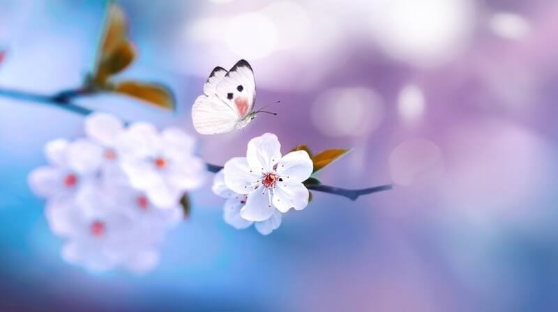 best-plants-for-butterflies