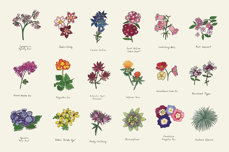  birth flowers
