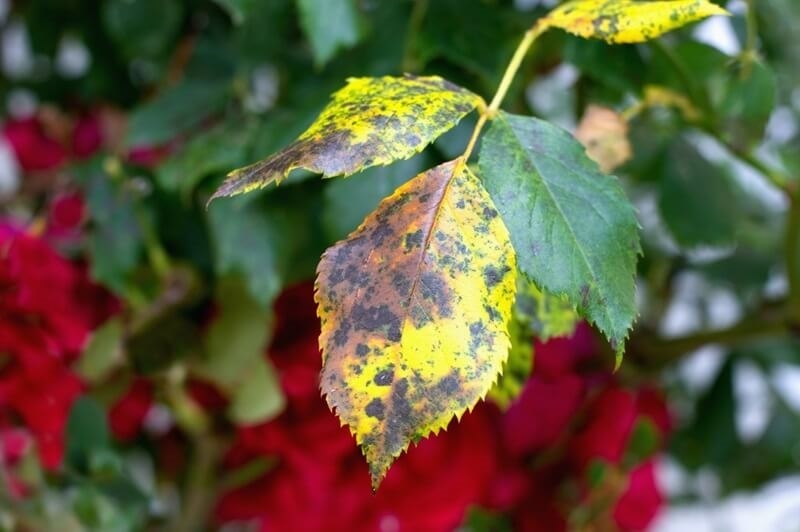 black-spot-disease-in-rose-plant