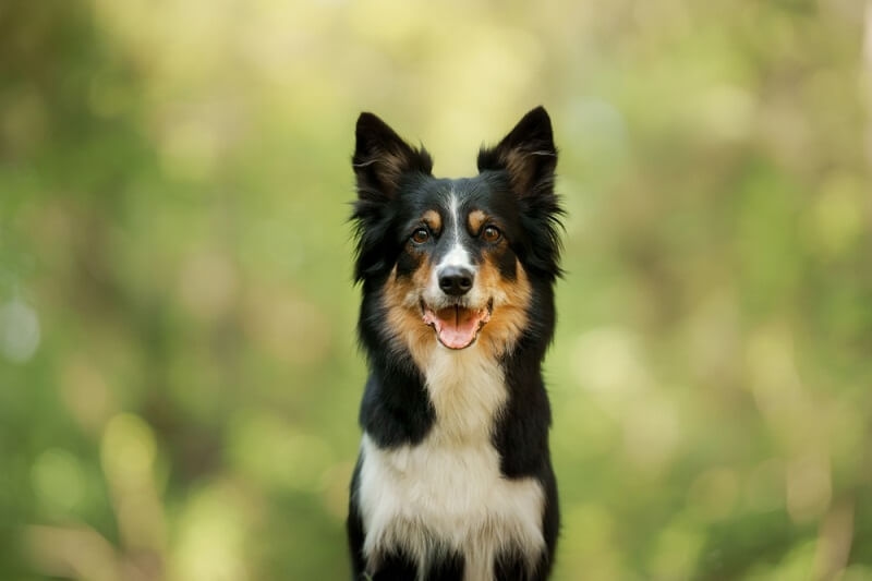 border collie dog sitting and watching