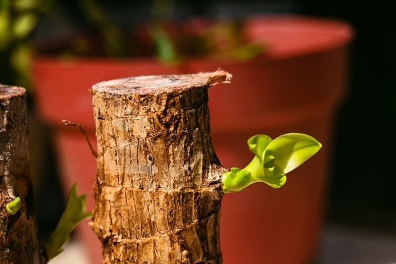 brazilian-wood-plant-flower-pot