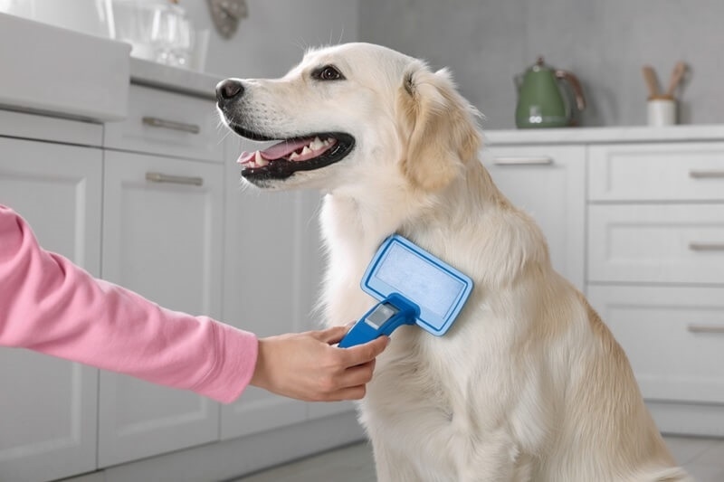brushing-on-dog-skin