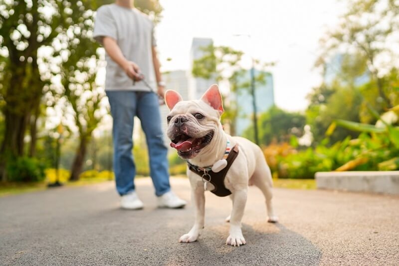 calm bulldog with his owner walking in society