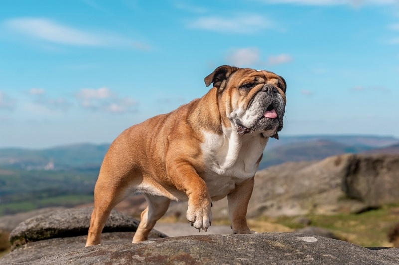 bulldog on rock