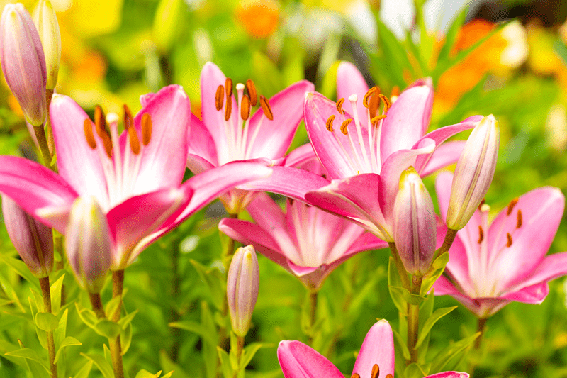 how to care for lilies