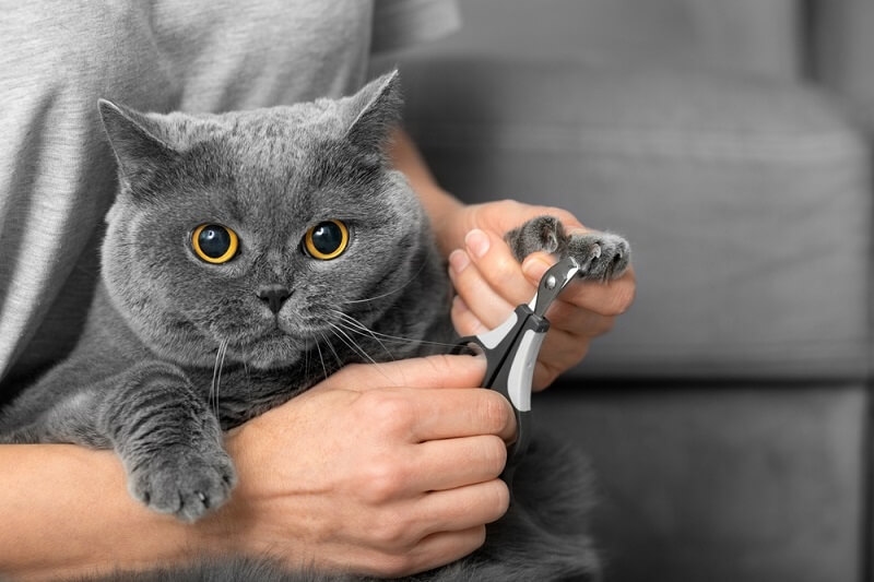 cat grooming done by owner