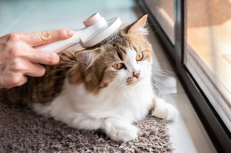 cat-grooming-tool-for-long-hair