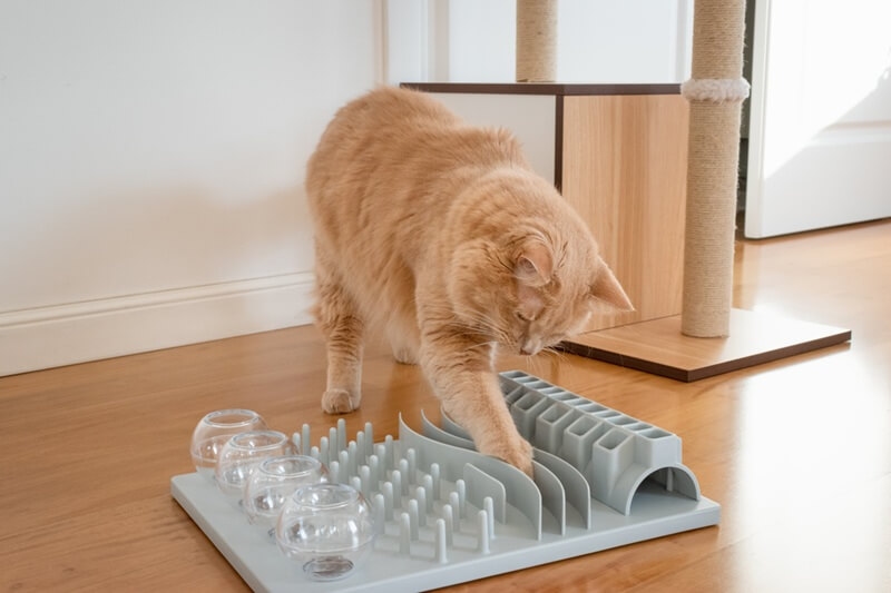 cat enrichment activities