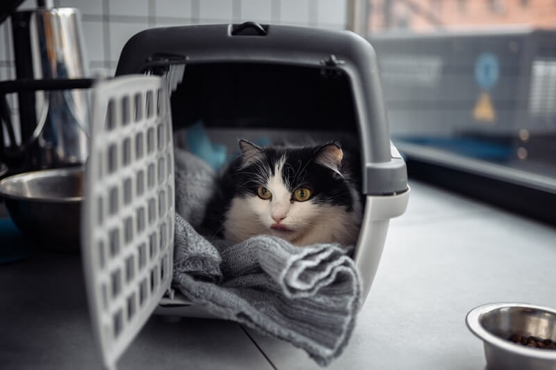 cat inside portable carrier 