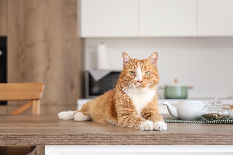 Tips to Prevent Cats from Getting on Kitchen Counters