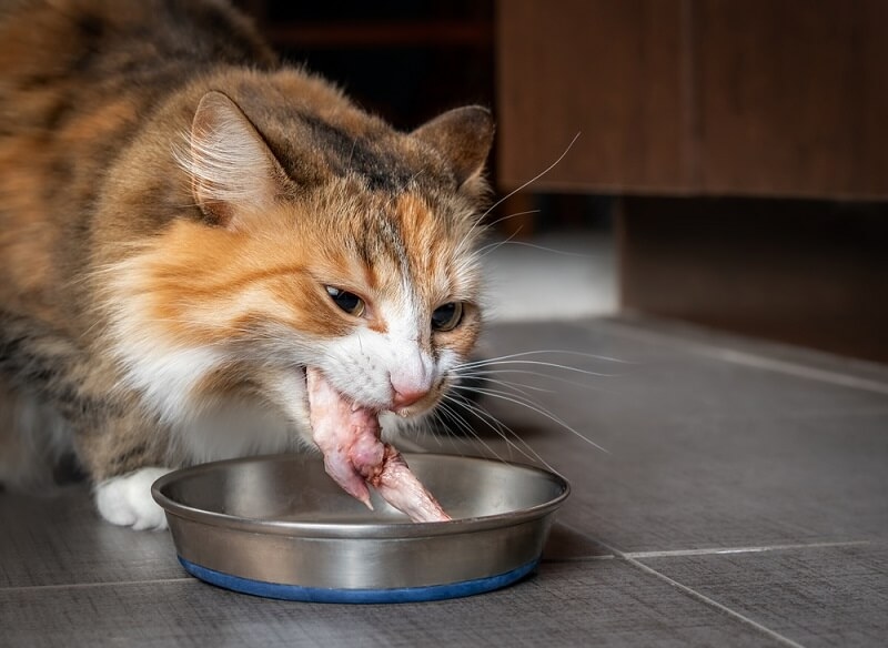 cat eating raw meat