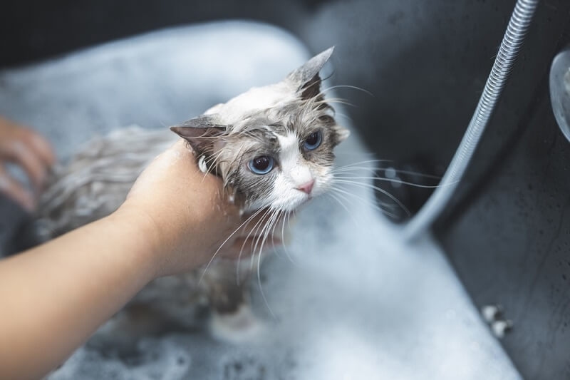 woman washing cat with shampoo 