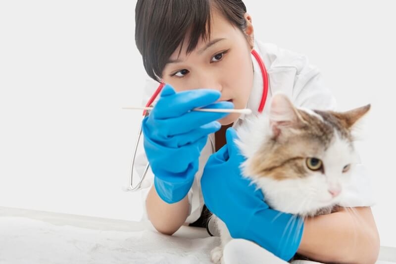 cat diabetes management by doctor