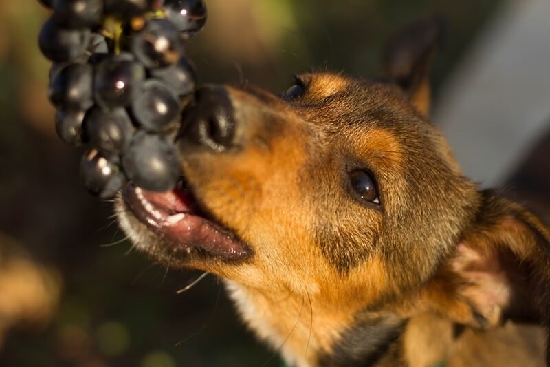 charming-mongrel-dog-eats-ripe-grapes