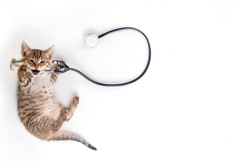 core-vaccines-for-pets