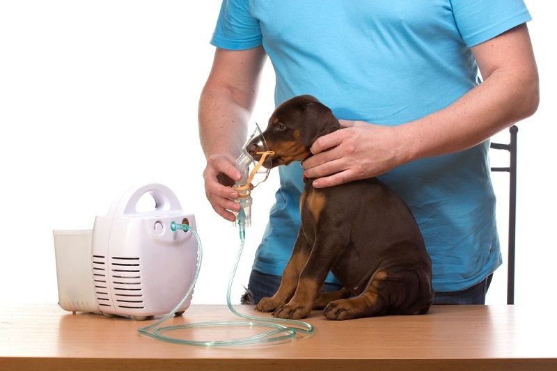 Dog Coughing Treatment