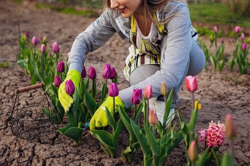 cut-flower-garden