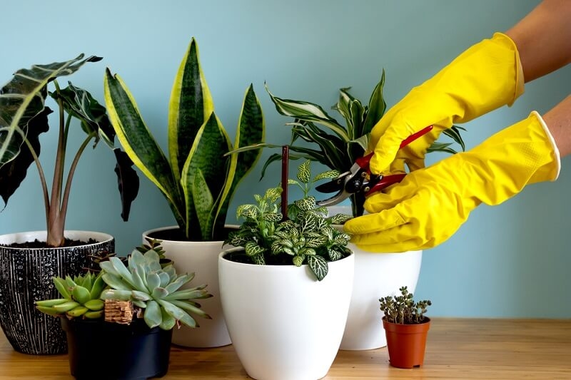 hand with yellow gloves preuing leaves