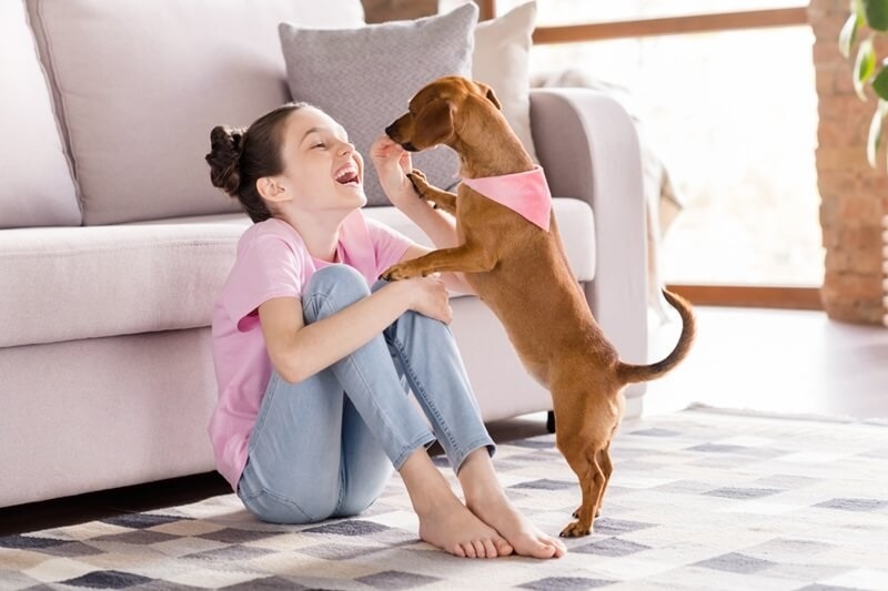dachshunds-with-children