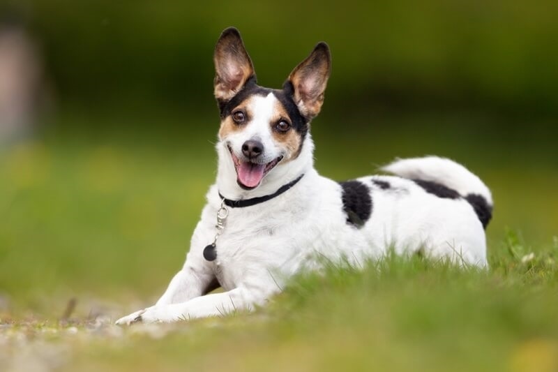 danish-swedish-farmdog-family-dog