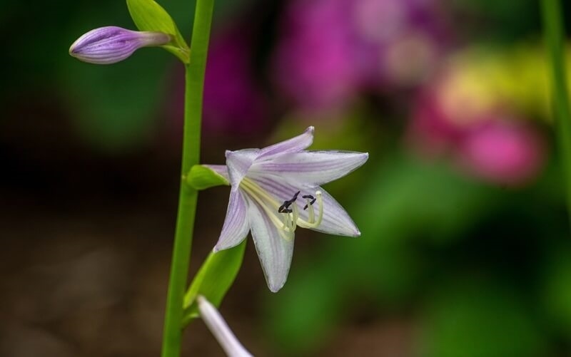 delicate-blossoms-shade-loving-hosta-plant