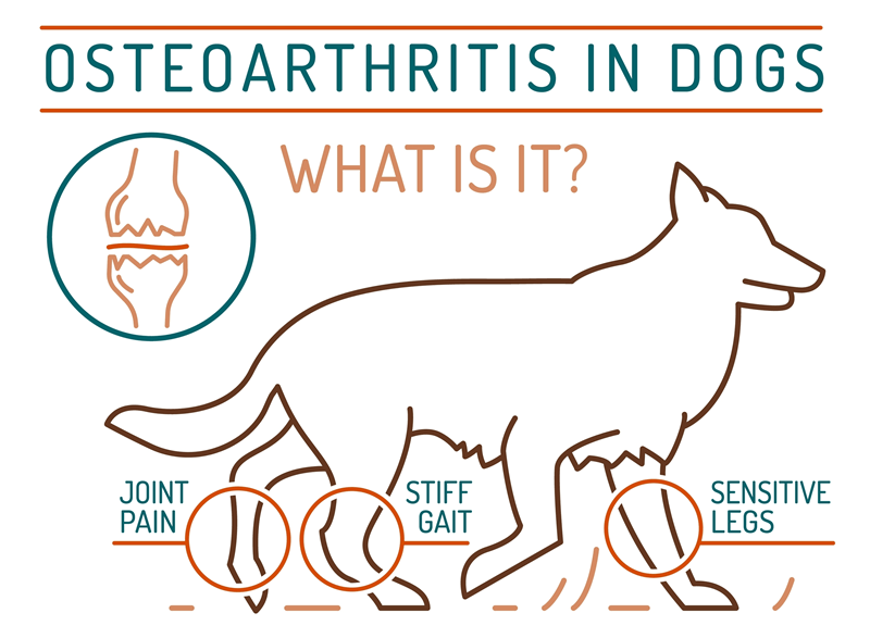canine arthritis relief, dog joint pain, treating dog arthritis, arthritis symptoms dogs, dog mobility issues