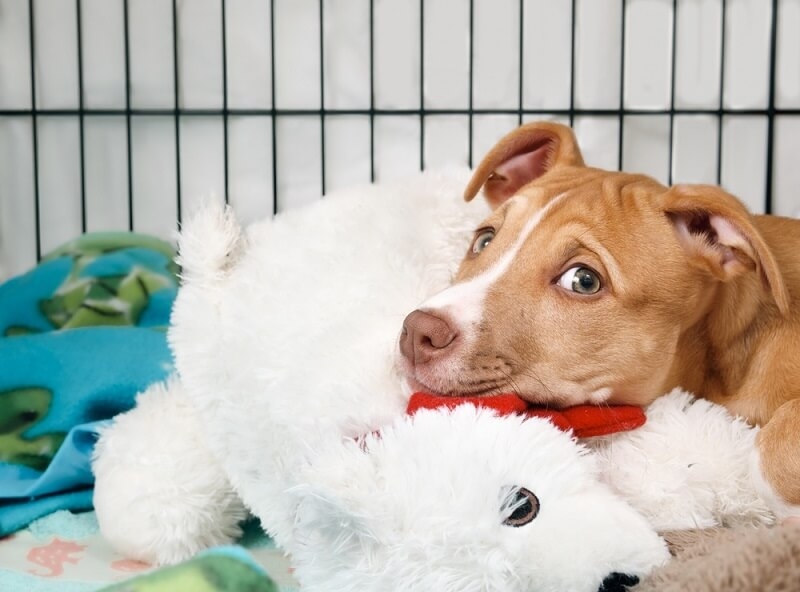 dog playing with toys in crate