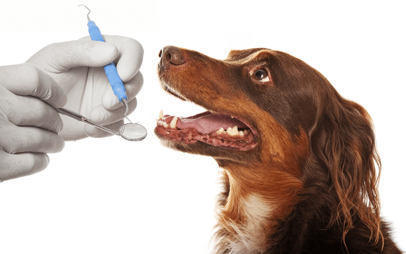 canine dental health, dog teeth cleaning, preventing dog tooth decay, dog oral hygiene, dog dental disease