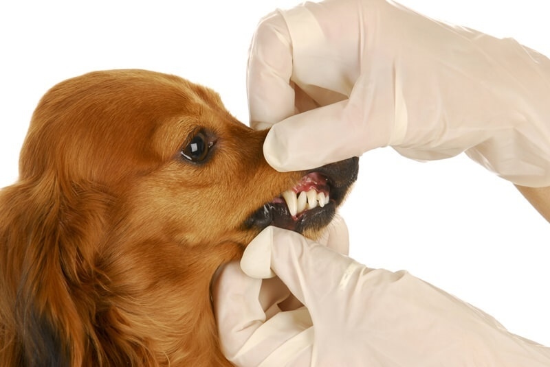 dog-dental-disease
