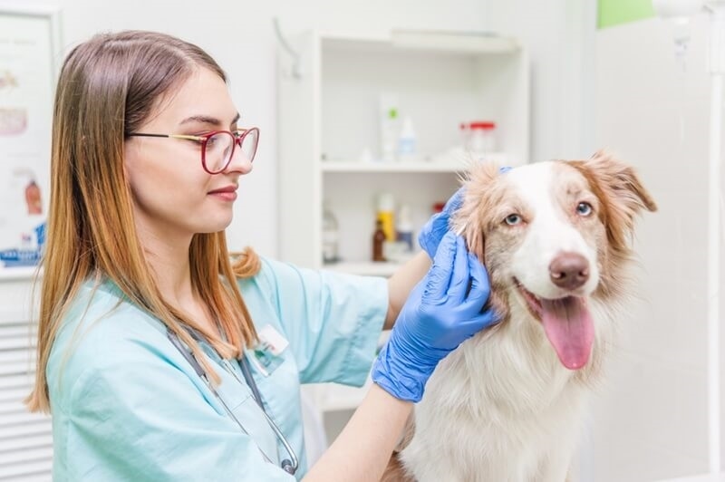 dog-ear-infections