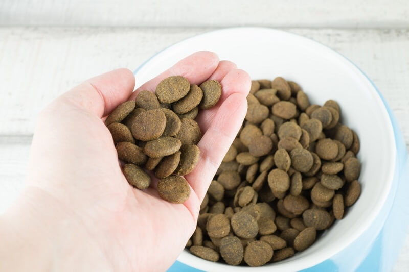 woman having dog food in hand