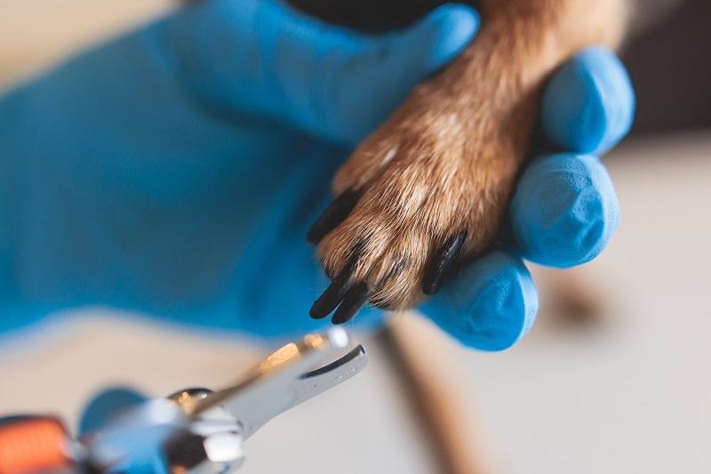 Trim Dog Nails Safely