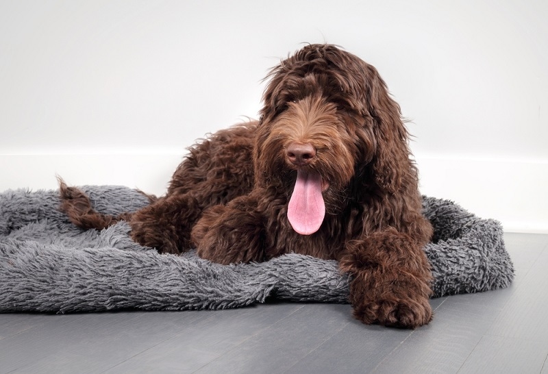 Panting in Dog