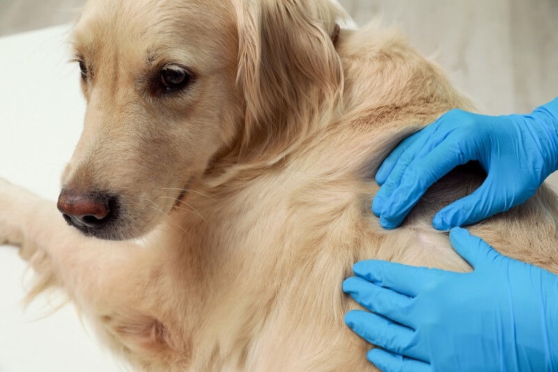 veteran checking for bacterial infection in dog