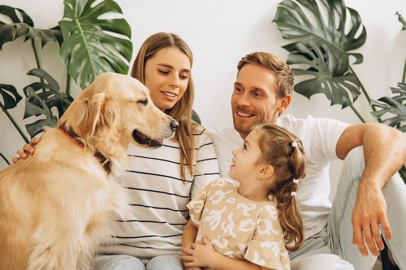 Golden retriever playing with little girl