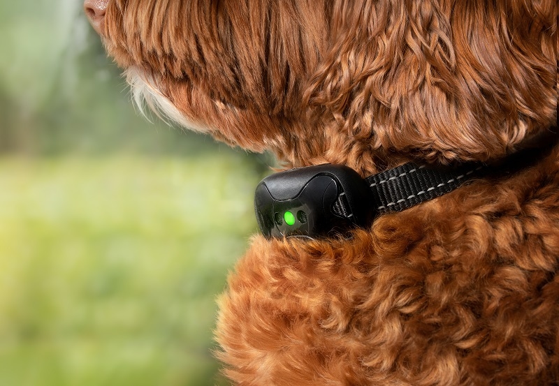 remote dog training collar