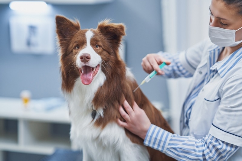 Treatment of Babesiosis in Dog