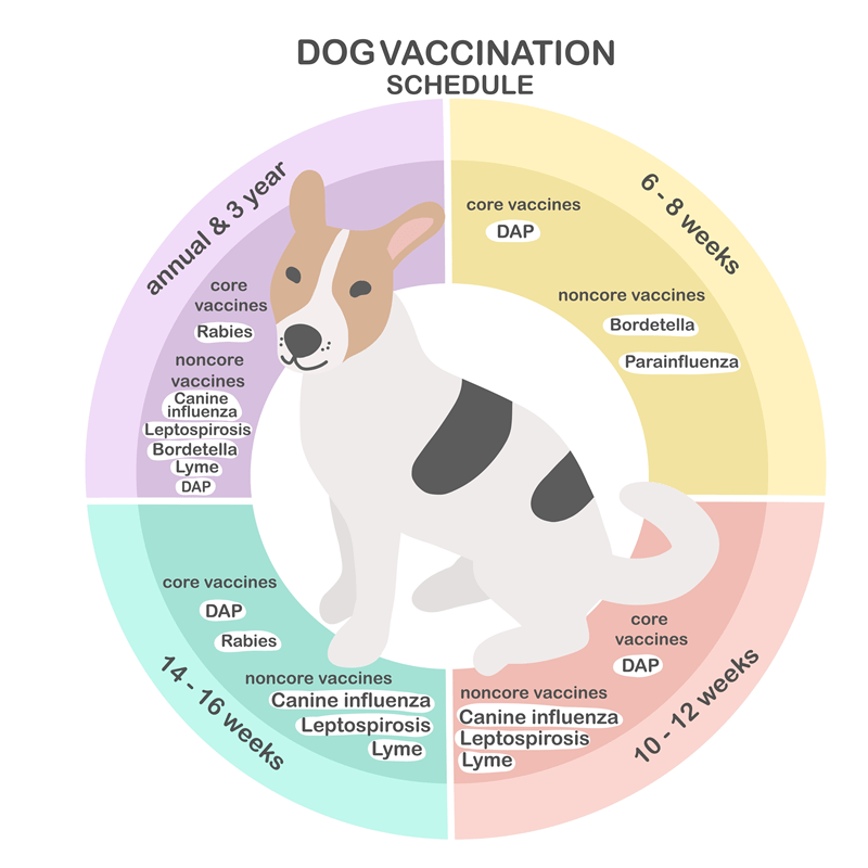 Full Dog Vaccination Plan